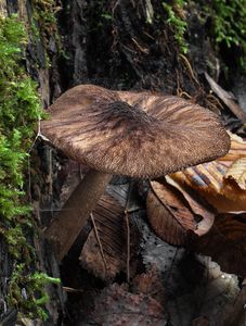 Štítovka stinná - Pluteus umbrosus (Pers.) P.Kumm.