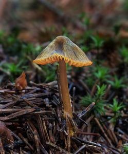 Helmovka zlatobřitá - Mycena aurantiomarginata (Fr.) Quél. 1872