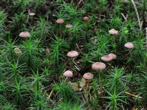 Helmovka růžová - Mycena rosella (Fr.) P. Kumm. 1871