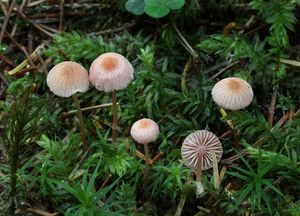 Helmovka růžová - Mycena rosella (Fr.) P. Kumm. 1871