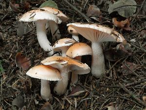 Šťavnatka oranžová - Hygrophorus pudorinus (Fr.) Fr.