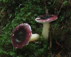 Holubinka olšinná - Russula alnetorum Romagn. 1956