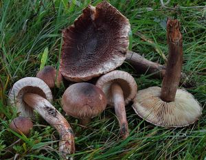 Čirůvka kravská - Tricholoma vaccinum