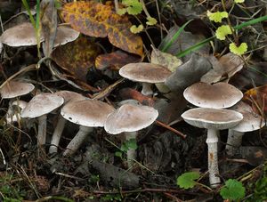 Čirůvka kroužkatá - Tricholoma cingulatum (Almfelt ex Fr.) Jacobashch 1890