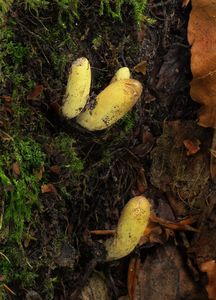 Kyj citrónový - Clavariadelphus flavoimmaturus R.H. Petersen