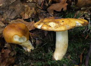 Holubinka hořkomandlová - Russula grata Britzelm. 1898