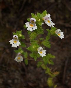 Světlík lékařský (Euphrasia rostkoviana)