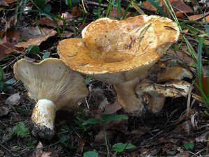 Ryzec ďubkovaný - Lactarius scrobiculatus (Scop.) Fr. 1838