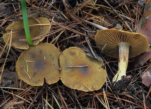 Pavučinec žlutozelený horský - Cortinarius (Leprocype) venetus var.montanus M.M.Moser