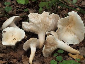 Šťavnatka dubová - Hygrophorus penarioides Jacobsson & E. Larss. 2007