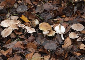 Čirůvka šedožemlová - Tricholoma scalpturatum (Fr.) Quél.