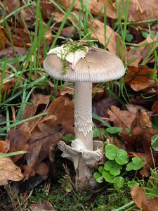 Muchomůrka blanitá - Amanita submembranacea (Bon) Gröger 1979