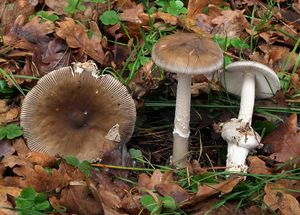 Muchomůrka blanitá - Amanita submembranacea (Bon) Gröger 1979