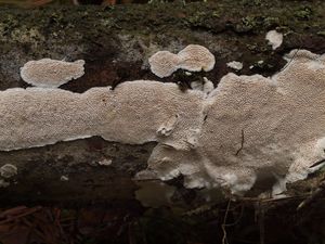 Pórnatka popelavá - Cinereomyces lindbladii (Berk.) Jülich