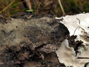 Pórnatka popelavá - Cinereomyces lindbladii (Berk.) Jülich