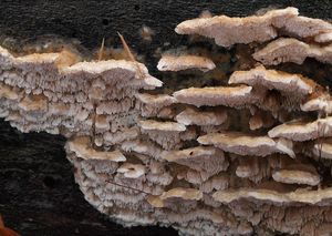 Outkovka jelení - Trametes cervina (Schwein.) Bres. 1903