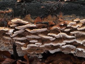 Outkovka jelení - Trametes cervina (Schwein.) Bres. 1903