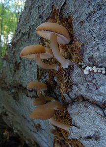 Strmělka opýřená - Trichocybe puberula (Kuyper) Vizzini