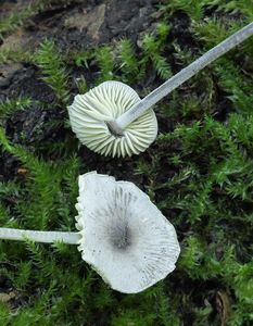 Helmovka drsnovýtrusá - Mycenella trachyspora (Rea) Bon 1973