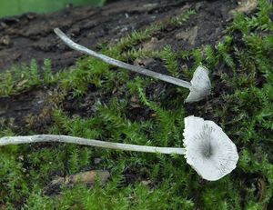 Helmovka drsnovýtrusá - Mycenella trachyspora (Rea) Bon 1973