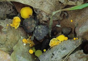 Voskovička číškovitá - Hymenoscyphus calyculus (Fr.) W. Phillips 1887