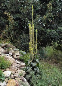 Divizna velkokvětá (Verbascum thapsiforme)