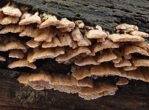 Outkovka jelení - Trametes cervina (Schwein.) Bres. 1903