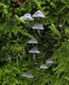 Helmovka koromilná - Mycena pseudocorticola Kühner 1938