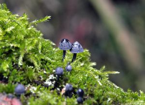 Helmovka koromilná - Mycena pseudocorticola Kühner 1938