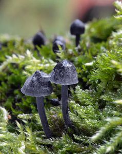 Helmovka koromilná - Mycena pseudocorticola Kühner 1938