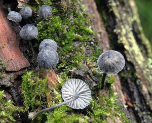 Helmovka koromilná - Mycena pseudocorticola Kühner 1938