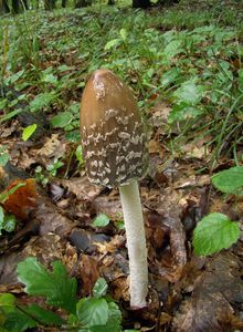 Hnojník strakatý - Coprinus picaceus