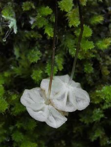 Špička močálová - Marasmius limosus Quél. 1878