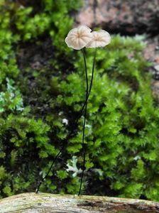 Špička močálová - Marasmius limosus Quél. 1878