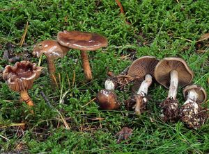 Pavučinec datlový - Cortinarius scaurus (Fr.) Fr.