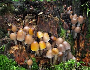 Helmovka leponohá - Mycena inclinata (Fr.) Quél. 1872