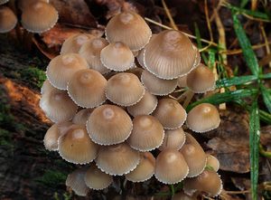 Helmovka leponohá - Mycena inclinata (Fr.) Quél. 1872