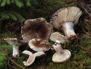 Holubinka hustolupenná - Russula densifolia Secr. ex Gillet 1876