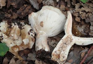 Holubinka palčivolupenná - Russula acrifolia Romagn. 1997