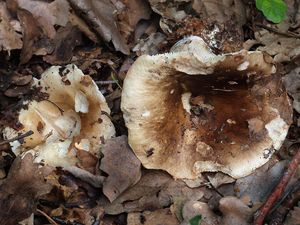 Holubinka palčivolupenná - Russula acrifolia Romagn. 1997