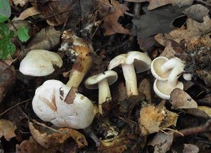 Strmělka bělostná - Leucocybe candicans (Pers.) Vizzini, P. Alvarado, G. Moreno & Consiglio  in Alvarado, Moreno, Vizzini, Consiglio, Manj&#243;n &amp; Setti 2015