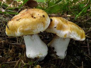 Pavučinec proměnlivý - Cortinarius polymorphus Rob.Henry