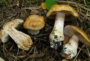 Pavučinec proměnlivý - Cortinarius polymorphus Rob.Henry