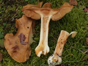 Pavučinec proměnlivý - Cortinarius polymorphus Rob.Henry