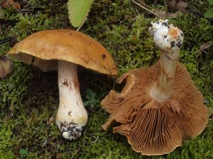 Pavučinec proměnlivý - Cortinarius polymorphus Rob.Henry