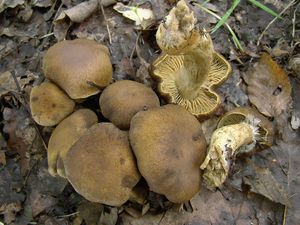 Pavučinec černošupinkatý - Cortinarius (Leprocybe) melanotus Kalchbr.