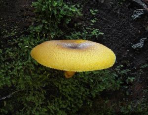 Šafránka ozdobná - Tricholomopsis decora (Fr.) Singer 1939