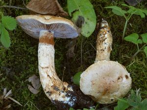 Pavučinec habrový - Cortinarius pseudovulpinus Rob. Henry & Ramm