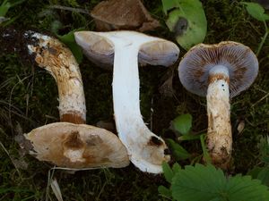 Pavučinec habrový - Cortinarius pseudovulpinus Rob. Henry & Ramm