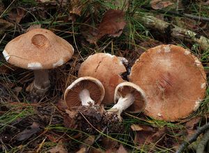 Pavučinec Pearsonův - Cortinarius pearsonii P.D. Orton 1958